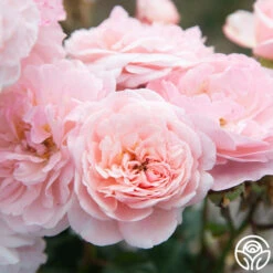 Memories™ -FloraFinesse Shop Memories 011