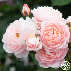 Memories™ -FloraFinesse Shop Memories 12