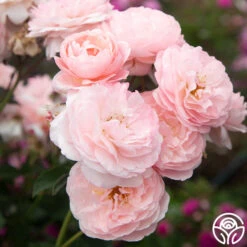 Memories™ -FloraFinesse Shop Memories 14