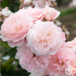 Memories™ -FloraFinesse Shop Memories 15