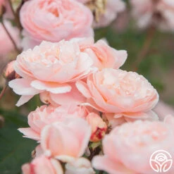 Memories™ -FloraFinesse Shop Memories 18