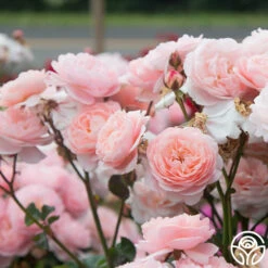 Memories™ -FloraFinesse Shop Memories 19