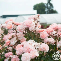 Memories™ -FloraFinesse Shop Memories 20