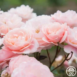 Memories™ -FloraFinesse Shop Memories 21