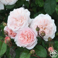 Memories™ -FloraFinesse Shop Memories 22