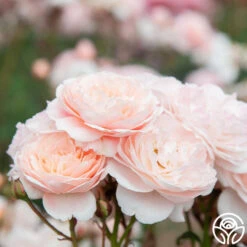 Memories™ -FloraFinesse Shop Memories 23