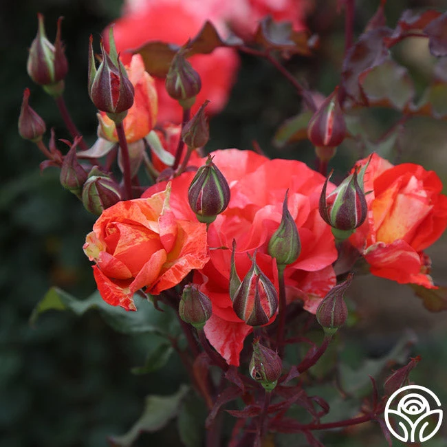 Michelangelo™ 7 Michelangelo™ - Image 7