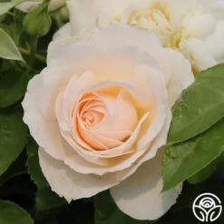 Miss Dior™ 11 Miss Dior™ -FloraFinesse Shop Miss Dior 24