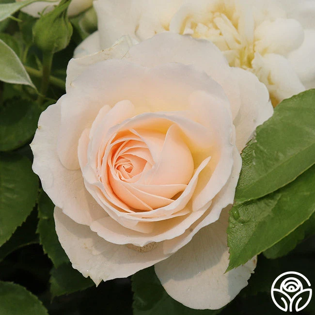 Miss Dior™ 5 Miss Dior™ - Image 5