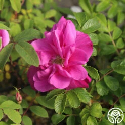 Moje Hammarberg -FloraFinesse Shop Moje Hammarberg 4