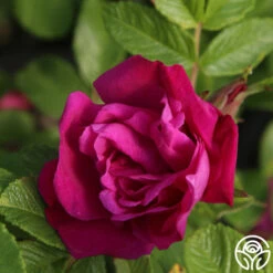 Moje Hammarberg -FloraFinesse Shop Moje Hammarberg 5