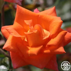 Monica® 27 Monica® -FloraFinesse Shop Monica 11