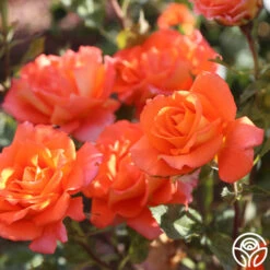 Monica® 17 Monica® -FloraFinesse Shop Monica 111