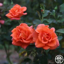 Monica® 19 Monica® -FloraFinesse Shop Monica 12