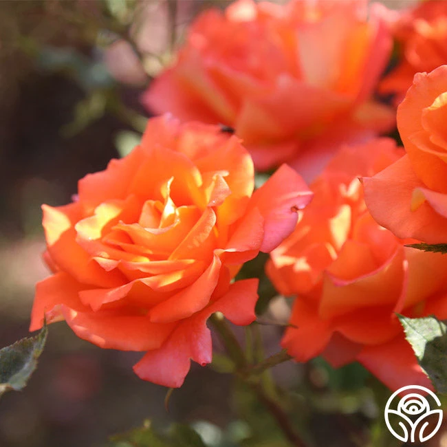 Monica® 9 Monica® - Image 9