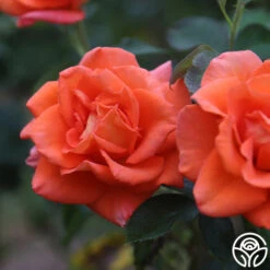 Monica® 23 Monica® -FloraFinesse Shop Monica 14