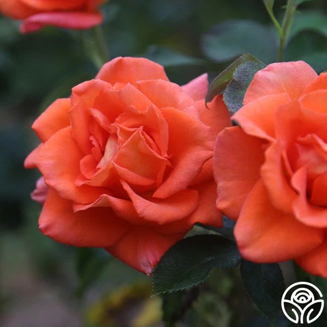 Monica® 10 Monica® - Image 10