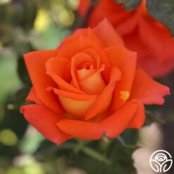 Monica® 20 Monica® -FloraFinesse Shop Monica 17