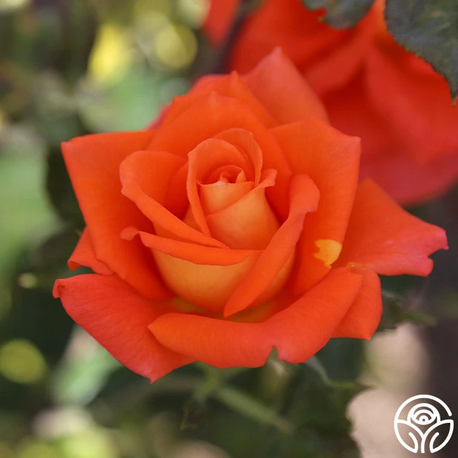 Monica® 7 Monica® - Image 7