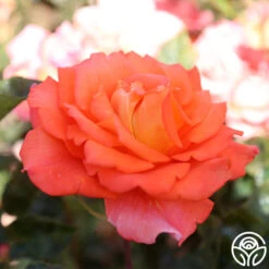 Front Page -FloraFinesse Shop Monica 22