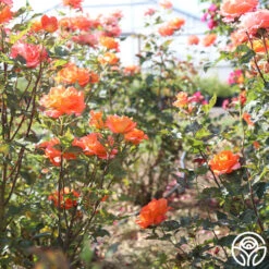 Monica® 21 Monica® -FloraFinesse Shop Monica 25