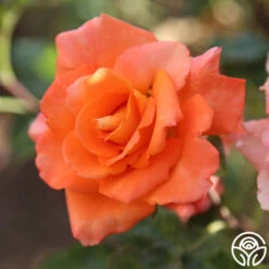 Monica® 26 Monica® -FloraFinesse Shop Monica 278