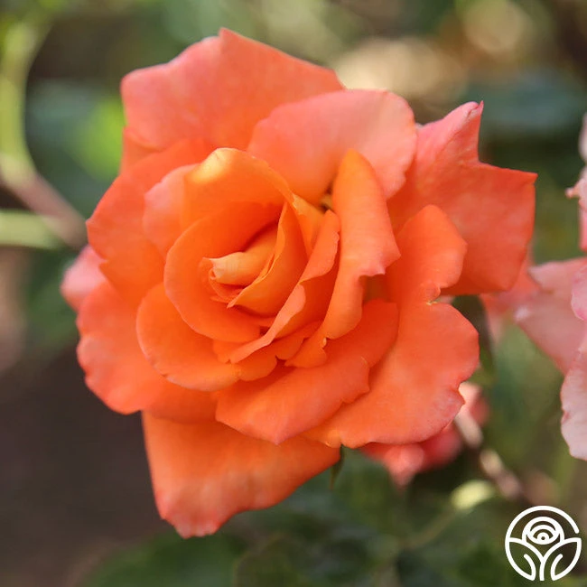 Monica® 13 Monica® - Image 13