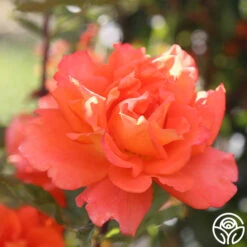 Monica® 25 Monica® -FloraFinesse Shop Monica 77