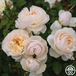 Moonlight In Paris™ -FloraFinesse Shop Moonlight In Paris 15