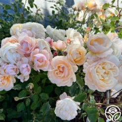 Moonlight In Paris™ -FloraFinesse Shop Moonlight In Paris 19