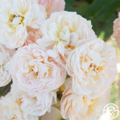 Moonlight In Paris™