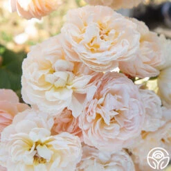 Moonlight In Paris™ -FloraFinesse Shop Moonlight In paris 015