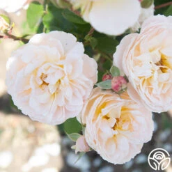 Moonlight In Paris™ -FloraFinesse Shop Moonlight In paris 016