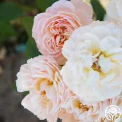 Moonlight In Paris™ -FloraFinesse Shop Moonlight In paris 018