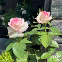 Moonstone™ 11 Moonstone™ -FloraFinesse Shop Moonstone 123