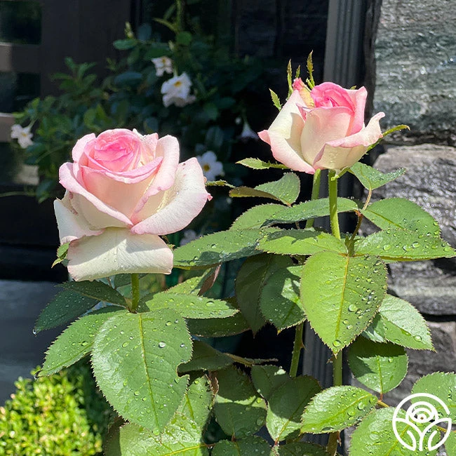 Moonstone™ 4 Moonstone™ - Image 4