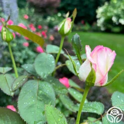 Moonstone™ 10 Moonstone™ -FloraFinesse Shop Moonstone 14