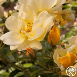 Morning Has Broken™ 10 Morning Has Broken™ -FloraFinesse Shop Morning Has Broken 1