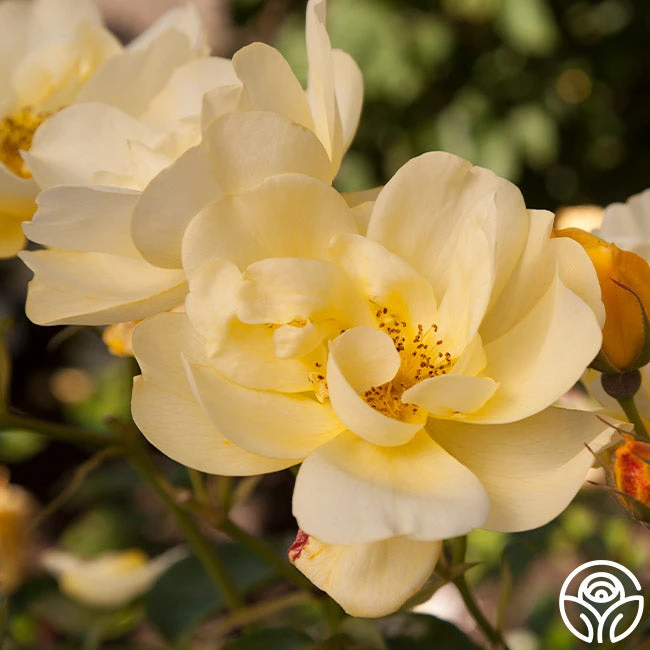 Morning Has Broken™ 2 Morning Has Broken™ - Image 2