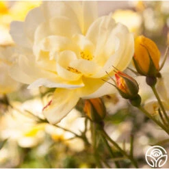 Morning Has Broken™ 11 Morning Has Broken™ -FloraFinesse Shop Morning Has Broken 16