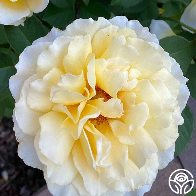 My Best Friend™ 7 My Best Friend™ - Image 7