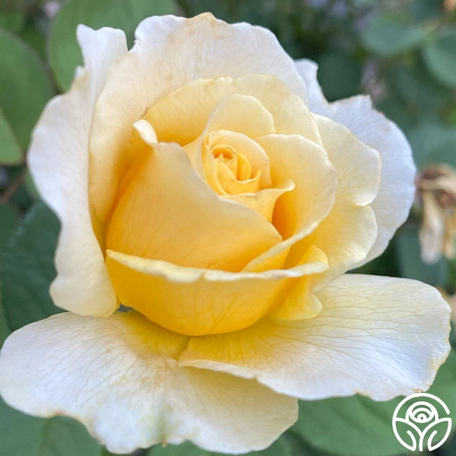 My Best Friend™ 3 My Best Friend™ - Image 3