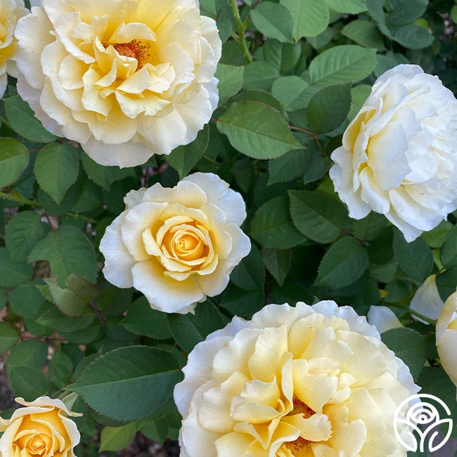 My Best Friend™ 2 My Best Friend™ - Image 2