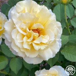 My Best Friend™ 12 My Best Friend™ -FloraFinesse Shop My best Friend 01