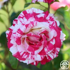 Neil Diamond -FloraFinesse Shop Neil Diamond 11