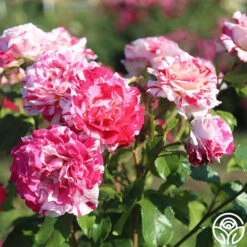 Neil Diamond -FloraFinesse Shop Neil Diamond 12