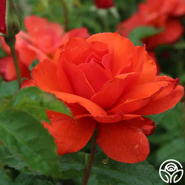 Nelson Mandela 1 Nelson Mandela