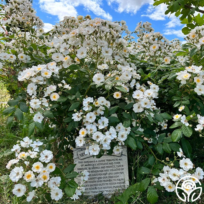 Never Forget Rose® 3 Never Forget Rose® - Image 3