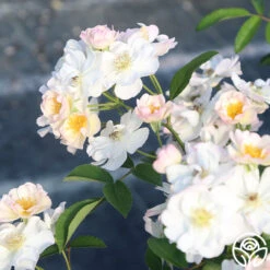 Never Forget Rose® 18 Never Forget Rose® -FloraFinesse Shop Never Forget 12