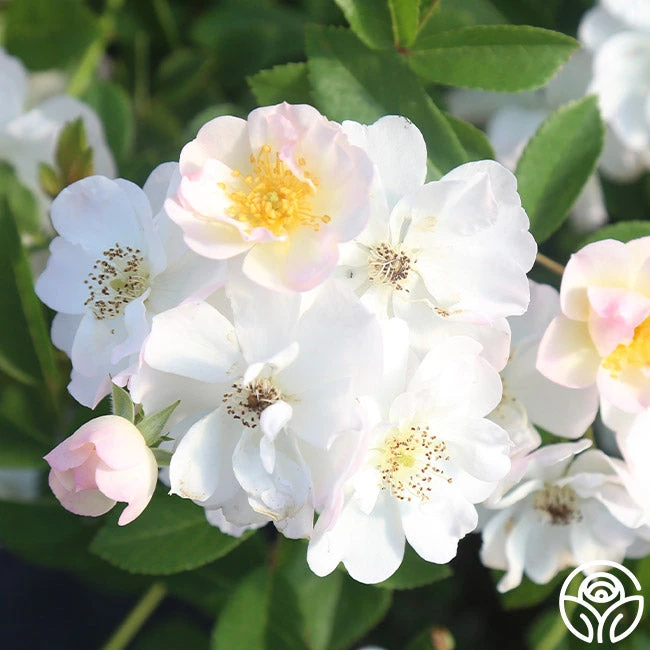 Never Forget Rose® 10 Never Forget Rose® - Image 10